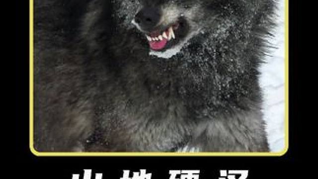 户外生存的山地人 #纪录片 #荒野求生 #户外