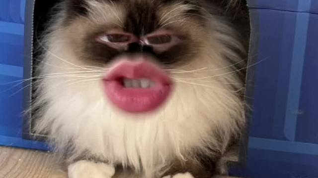 小猫咪的微表情———眼睛篇