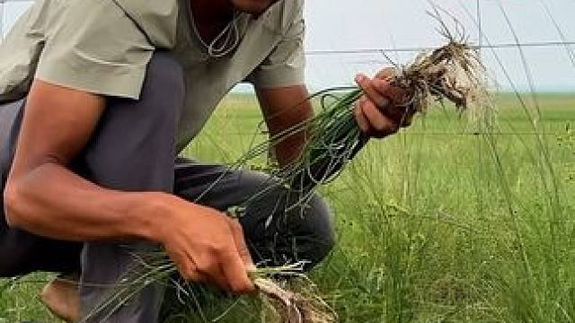 骑行内蒙古，路边挖到很多的野菜，天黑小木屋搭帐篷生火做饭吃 #让骑行成为一种生活 #户外生活 #露营