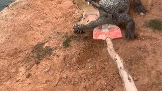 铲子都拿不稳了……