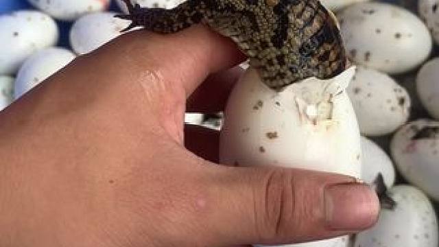 在里面憋不住了，激动的想出来…#动物的迷惑行为 #奇妙的动物 #小鳄鱼