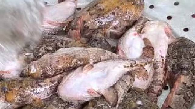 东南亚热带️美食 #农村美食 #农村生活 #我在乡村做美食 #我的乡村生活