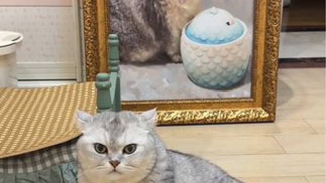 配上这个音乐就觉得岁月静好 #记录猫咪日常 #它真的好像个小宝宝 #猫咪喝水