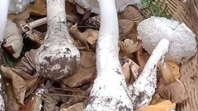 捡菌子第五十六天，没想到今天到最后还收获了四朵中华鹅膏。#捡菌子 #菌子的季节 #山珍美味 #中华鹅