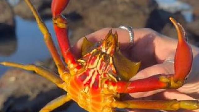 形态各异的海葵 #国外视频分享 #海洋生物 #海葵