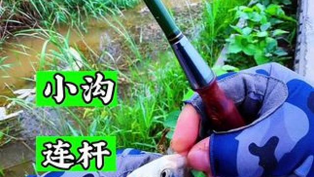 这么好的鱼情 就这样被大娘中断了 可惜了我的隔夜窝#老坛果酒玉米#钓鱼的乐趣只有钓鱼人懂 #户外垂钓