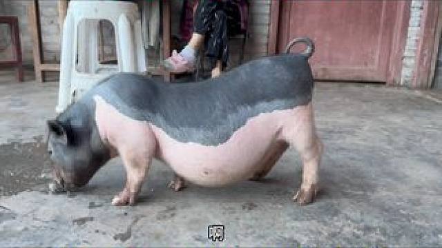 美丽被骗了！养了3个月的宠物猪根本就是香猪，麻烦不断后悔死了 #杨美丽流浪记 #农村生活 #宠物猪 