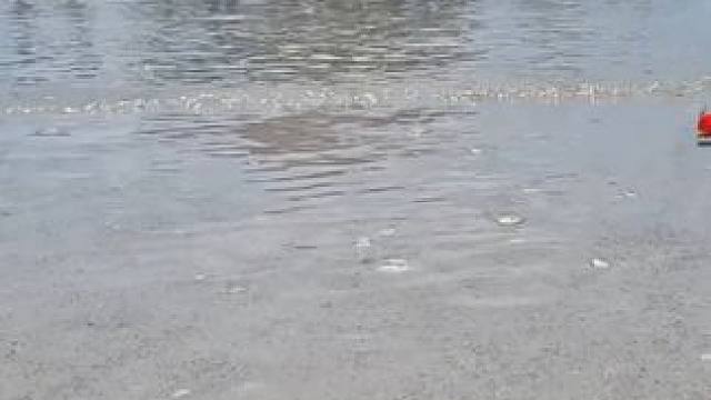 在沙滩发现搁浅的小鱼 我来帮它一下吧