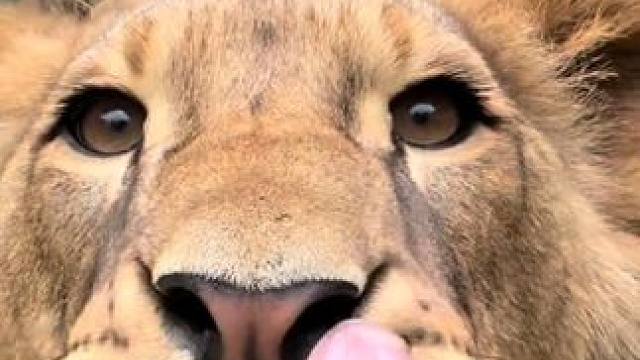 女孩的狮子 #国外视频分享 #宠物 #狮子