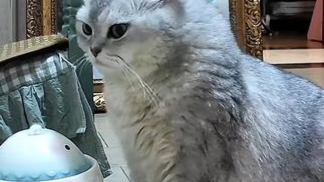 阿蛋这小表情真是太可爱了 