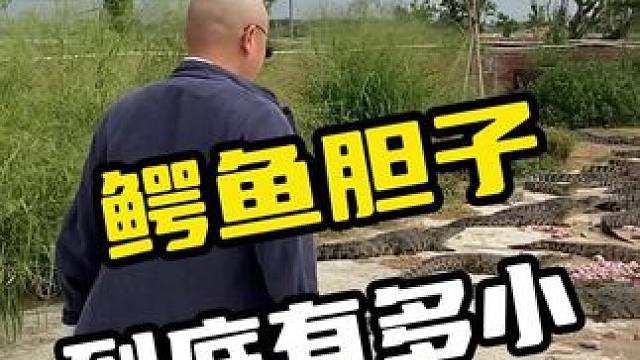 鳄鱼胆子到底有多小#鳄鱼 #鳄珍 #鳄鱼皮带