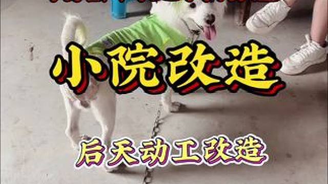 成都网红狗汤圆的小院后天动工敬请期待#农村生活 #乡村振兴 #农家小院 #旧房改造 #亨哥旧房改造