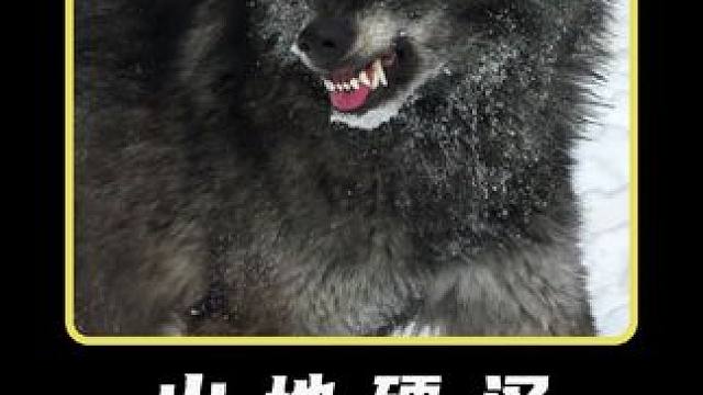 特殊的原始鼓 #纪录片 #户外 #荒野求生 #野外生活纪录片