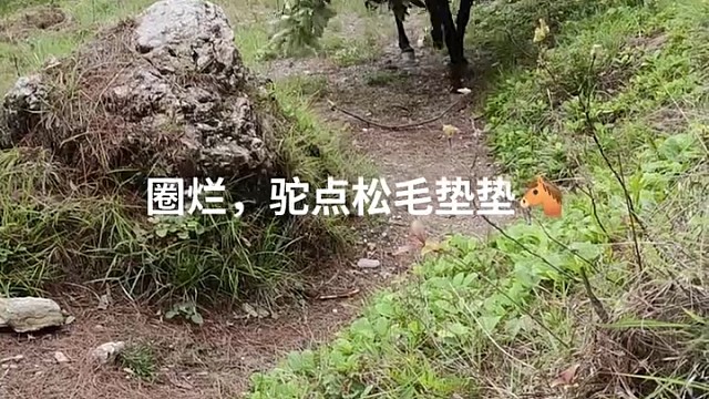 上坡骡子下坡马，平路毛驴不用打[龇牙]