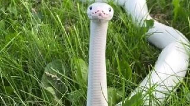 大毛毛虫 #国外视频分享 #奇妙的动物 #野生动物零距离