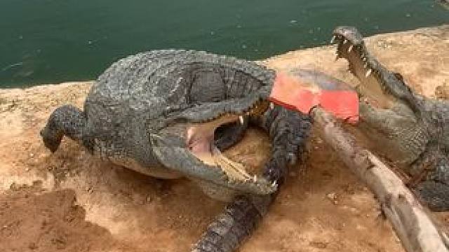 手抽筋用不上力了，还是有那么多不怕死的 #鳄鱼养殖场