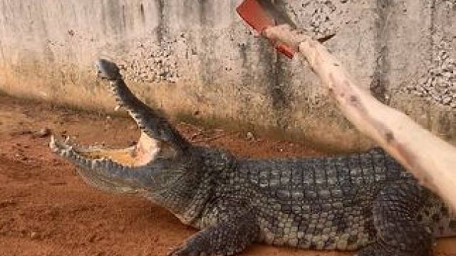 脑瓜子嗡嗡响，手都打的麻木了#鳄鱼养殖场 #动物的迷惑行为 #奇妙的动物