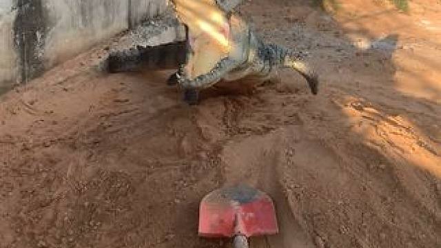 被鳄鱼追一定不要跑，用力打就完了…