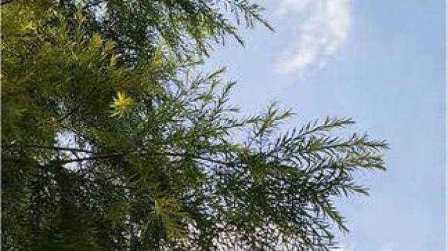 #今天的天空特别美 #夏天就要享受自由自在 #油画般的云朵好美