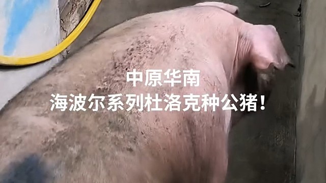 六亲不认的步伐[捂脸]