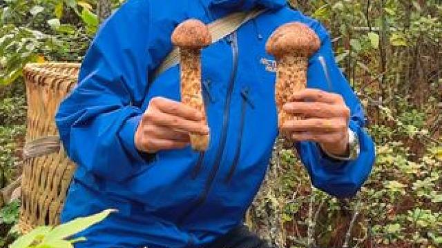 云南到底是个什么神仙地方啊？过不完的节，捡不完的菌子#去云南赴一场菌子之约