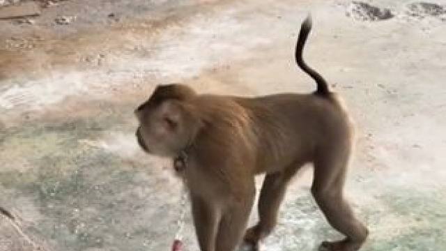 打工猴害怕不敢靠近 #国外视频分享 #猴子成精 #打工猴