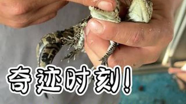 奇迹时刻！小鳄鱼的诞生#鳄鱼 #鳄珍 #鳄鱼皮带 #鳄鱼养殖场