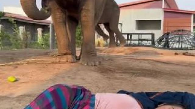 泰国宠物大象偷吃 #国外视频分享 #奇妙的动物 #大象