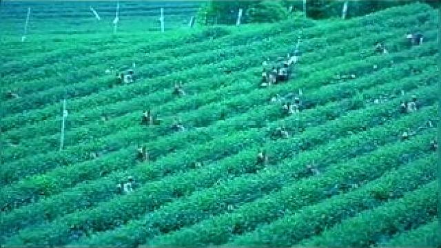 下载《西瓜视频》，免费观看精彩后续/精彩海量免费短剧免费看！ #因为一个片段看了整部剧