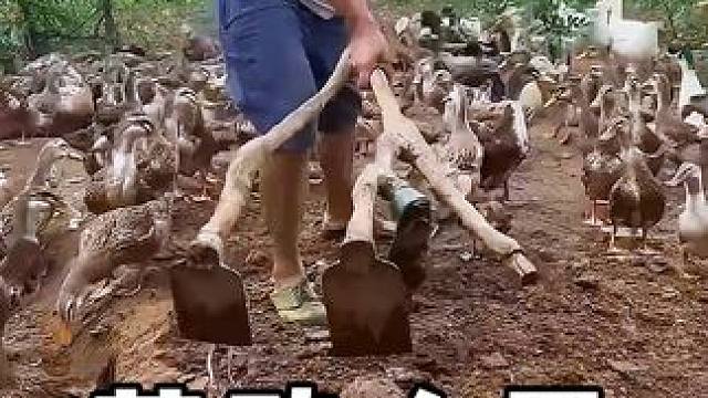 劳动人民的智慧，真是太聪明了 #劳动人民的智慧 #三农 #神操作 #生活小妙招 #实用小技巧