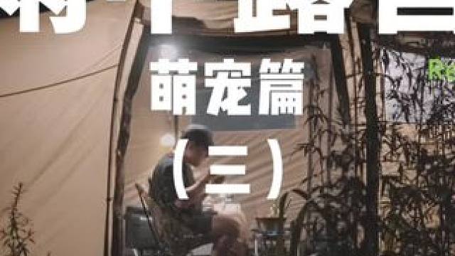 雨中露营：萌宠篇（三）#露营⛺ #户外露营 #萌宠 #助眠 #雨天