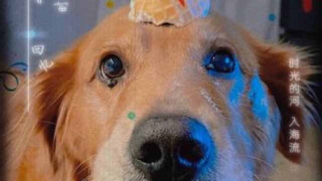 24年 7.11 13：25陪伴了我十一年的果果永远的离开了 #金毛 #怀念