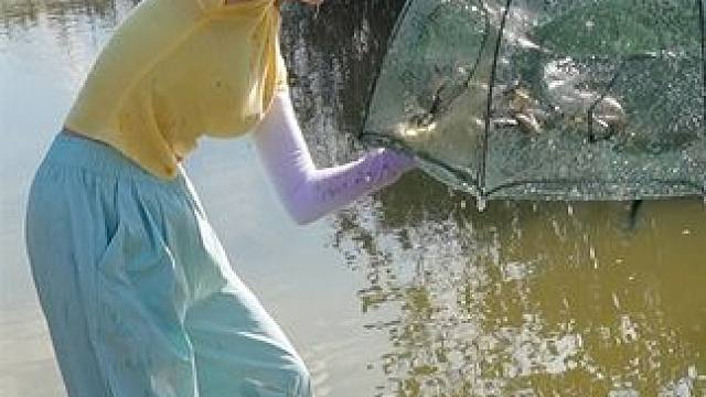 洪水退后下鱼笼，3个笼子收获几斤靓货，烤成金黄美味了