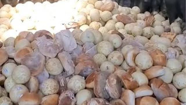 艾特和它们最像的人
#养猪人加油干 #农村创业养殖 #发家致富就靠它了 #家禽养殖 #中国夺一金森歌