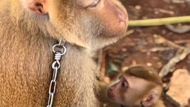 小打工猴给大哥抓虱子 #国外视频分享 #猴子成精 #打工猴