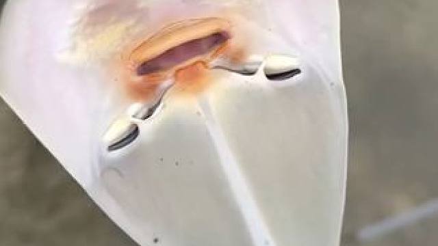 给外星人清除水蛭 #国外视频分享 #奇妙的动物 #野生动物零距离