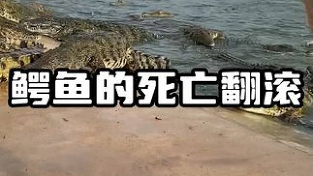 鳄鱼的死亡翻滚#鳄鱼 #鳄珍 #鳄珍鳄鱼酒