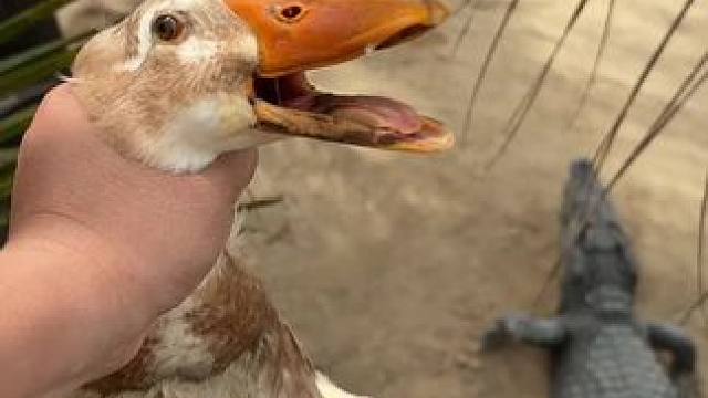 还是鸡哥厉害……窝轮蒸鸭不给力