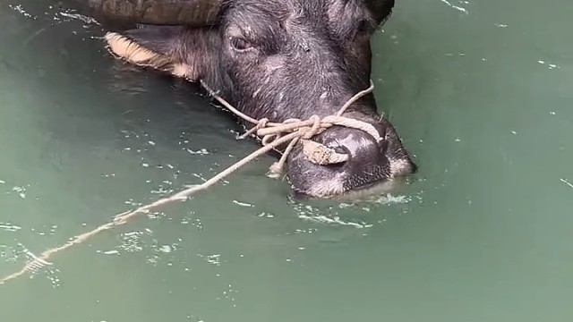 牛在水中享受生活！