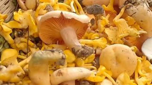 捡菌子第六十天，捡菌人太多了，今天搞地毯式搜索也只够炒一盘。#捡菌子 #山货 #山珍美味 #户外打野