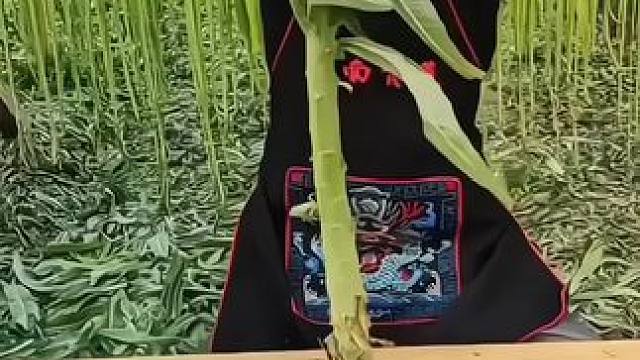 你们认识这个吗？这个可不是莴笋呢，这是吃起来嘎嘣脆的贡菜，凉拌，炒肉、煮火锅、做腌菜都很好吃~#优质