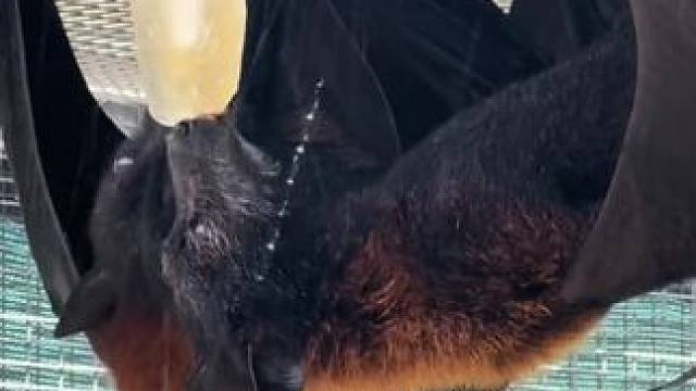 果蝠吃冰棍 #国外视频分享 #奇妙的动物 #宠物