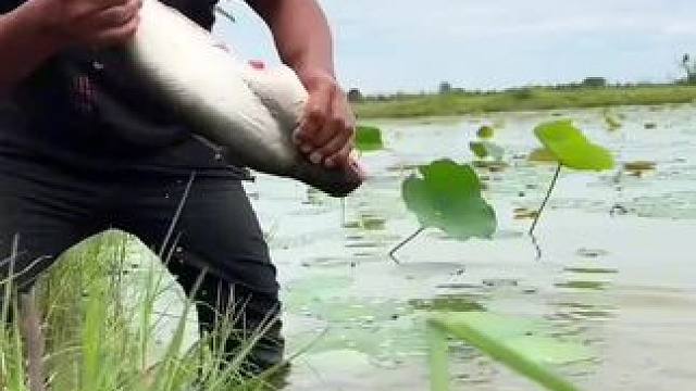 矮子抓鱼 #农村美食 #农村生活 #我的乡村生活 #原始美味