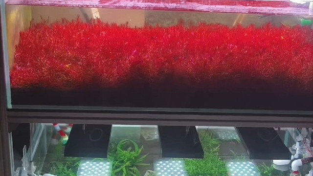 草缸设备好坏对于养草关键吗