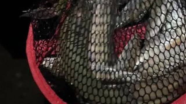 哪有小孩子天天哭啊(超大声！)#夜钓 #野河野钓 #钓鱼 #钓鱼佬