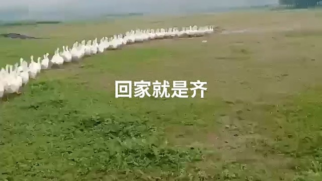 它们是怎么做到的呢？