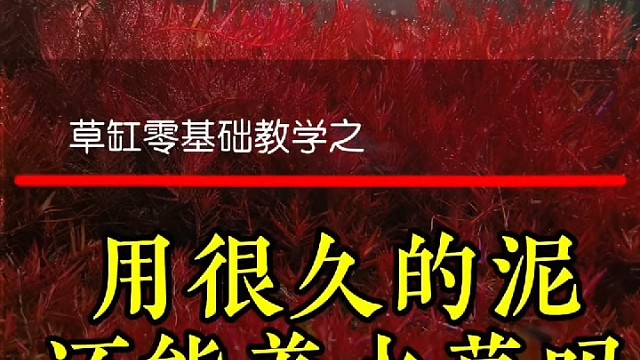 用了很久的泥还能养水草吗