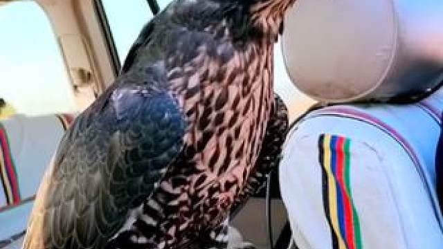 阿拉伯土豪的宠物游隼 