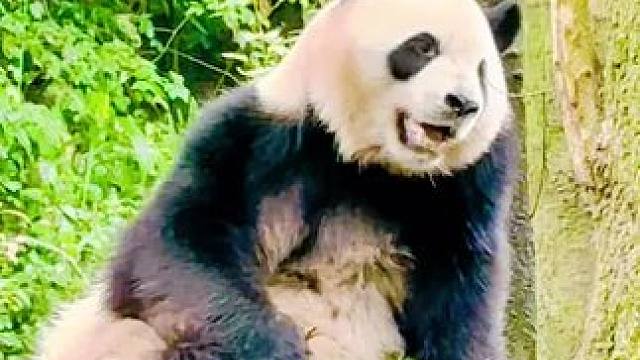 我也不想上班 #大熊猫 #熊猫的生活有多惬意 #萌到爆炸了 #来这吸熊猫