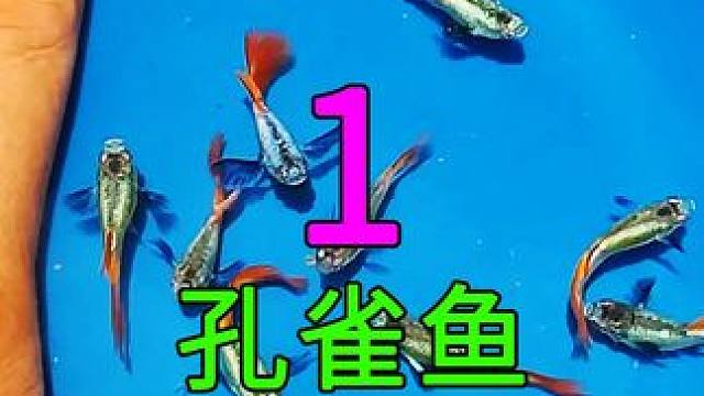 <第1/3集>孔雀鱼的养殖奥秘，繁殖过程大开眼界 #记录片充电计划